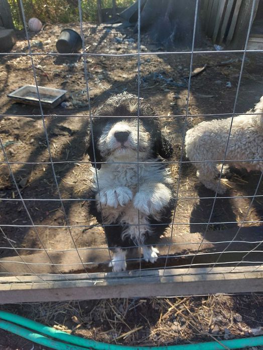 Femela Lagotto 2 luni