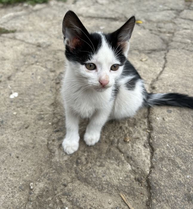 Pisici spre adoptie