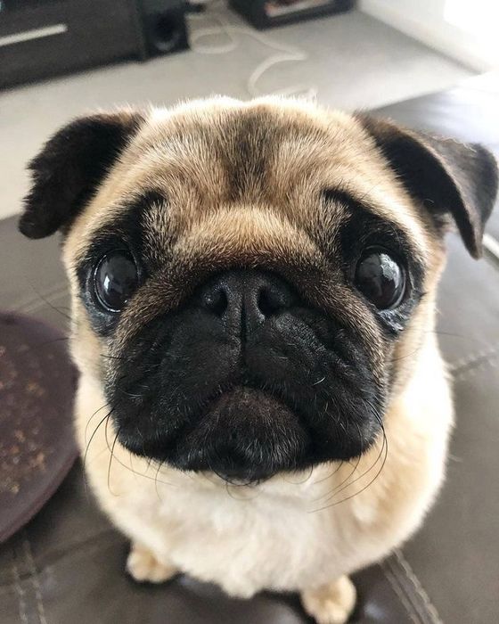 Отдам в хорошие руки мопсика по кличке лаваш