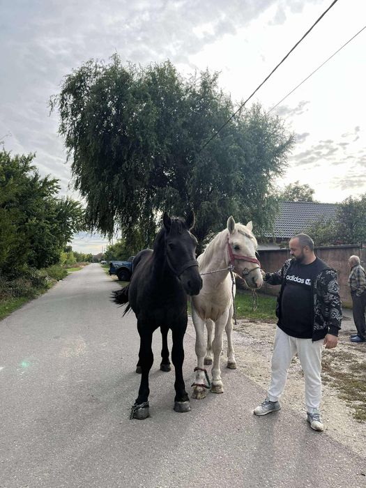 Manji de 1an jumate de vanzare