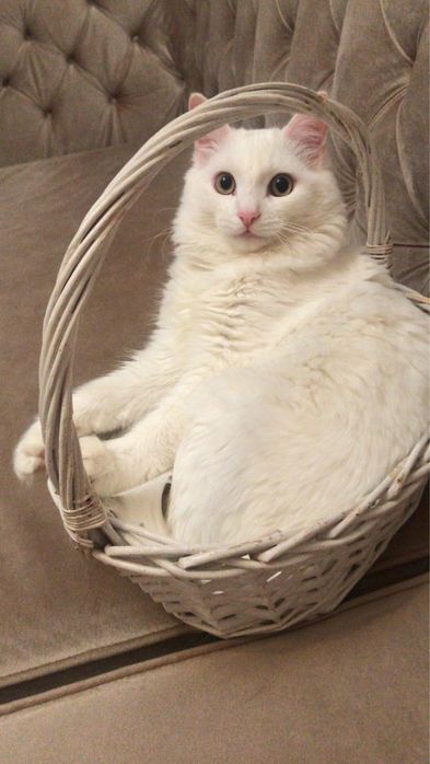 Потерялся Белый КОТ Кели Келюша на Юго Запад 1