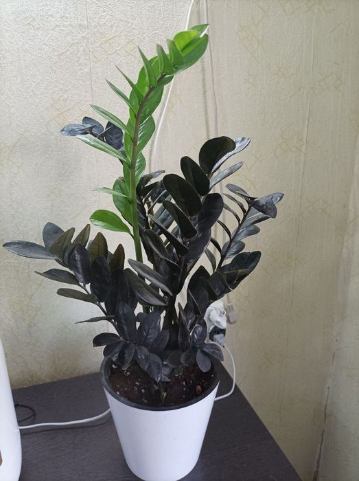Комнатный цветок "Черный Принц"