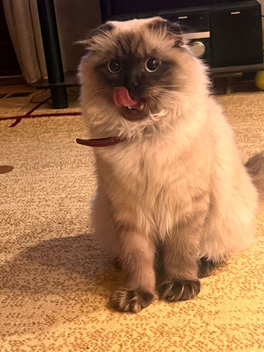 Шотландец,молодой и любвиобильный.крупный и красивый ждет свою кошечку