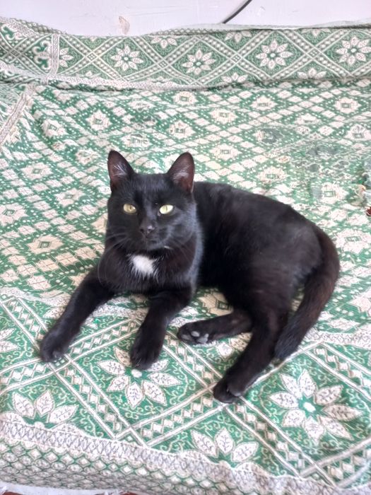 Отдам бесплатно молодого котика