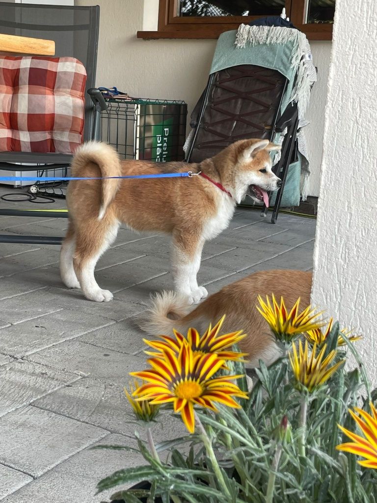 Akita Inu Japonez