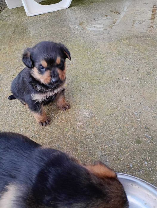 Подарявам малки ротвайлери