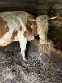 Vaca cu vitelusa de vanzare