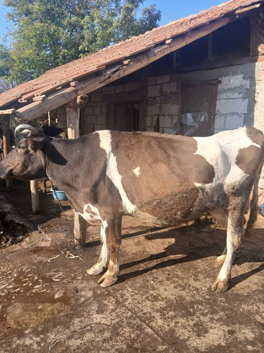 Vaca de vanzare baltata