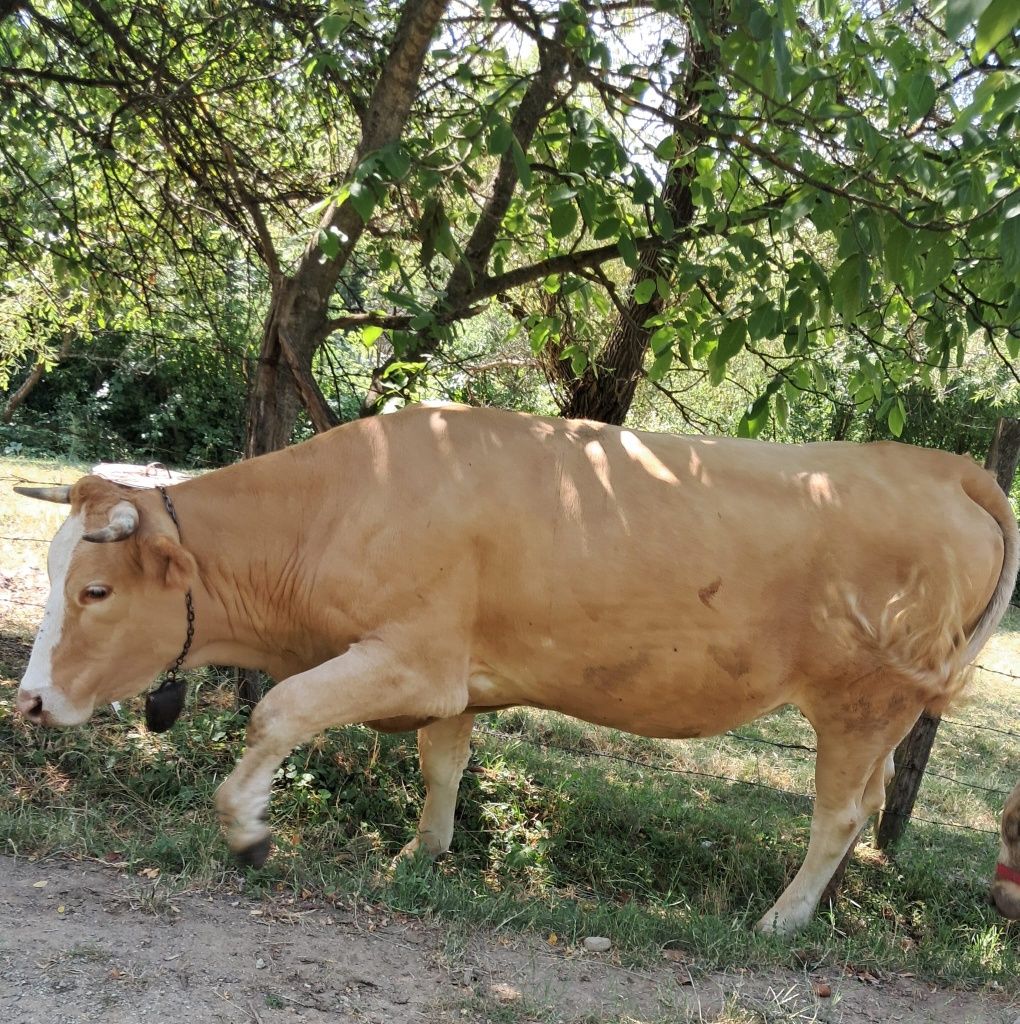 Vacă și vițel de vânzare