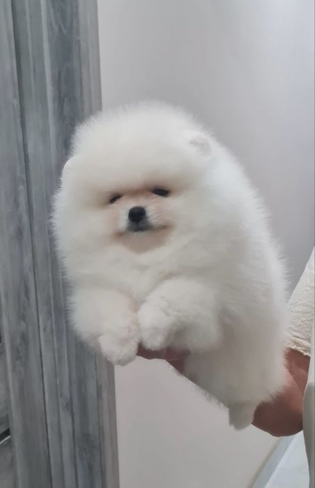 Pomeranian Spitz