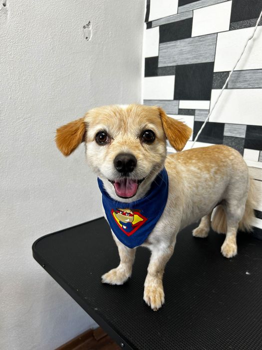 Toaletaj canin Campia Turzii