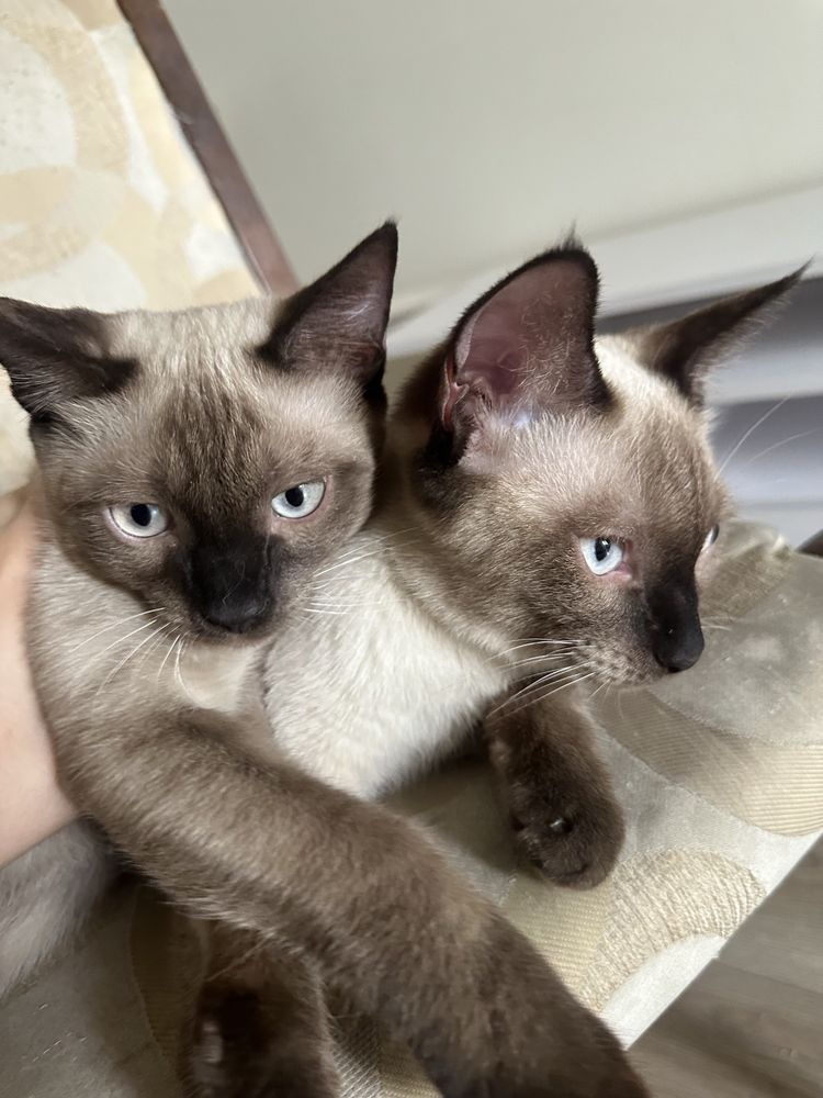 Сиамские Котята подростки
