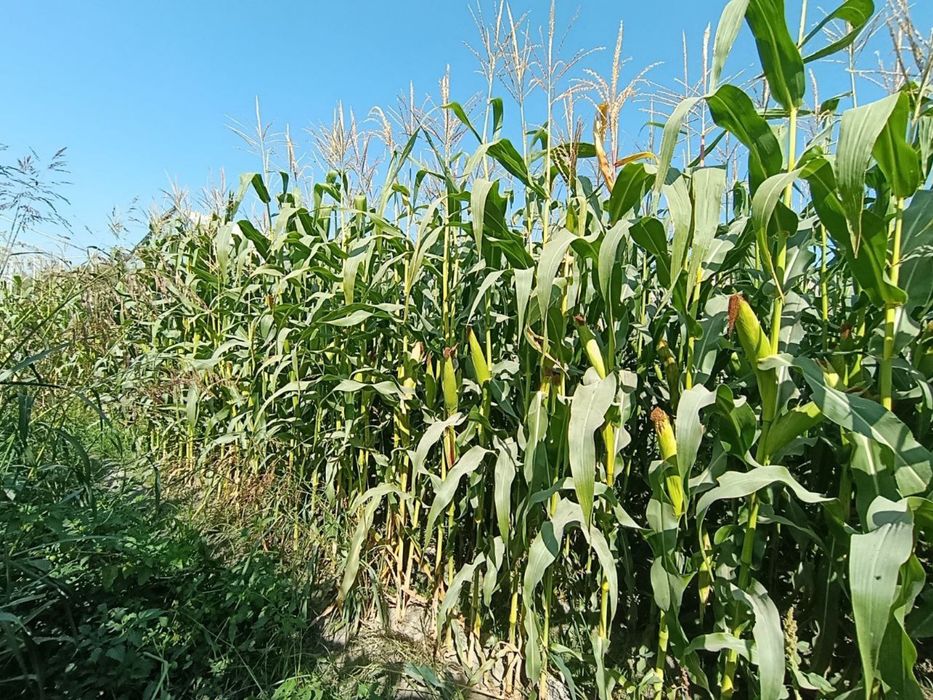 Silos uchun makkayi sotiladi