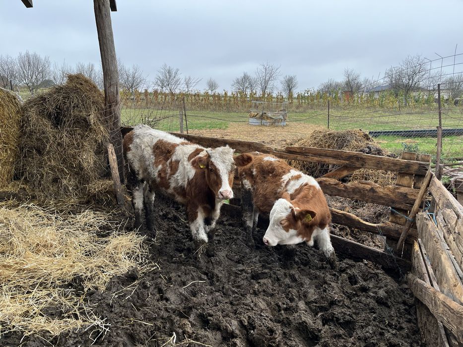 Vand un lot de vitei