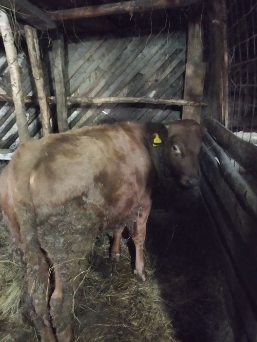 Продам бычка можно на мясо