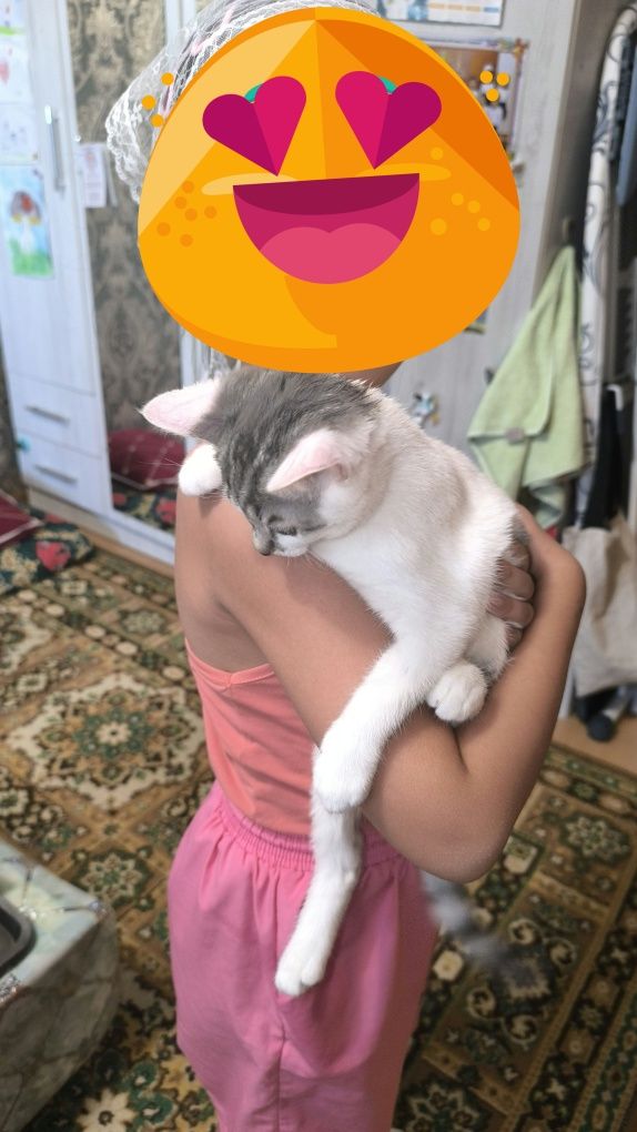 Животные котенок