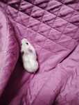 Donez hamsterii piticii URGENT!