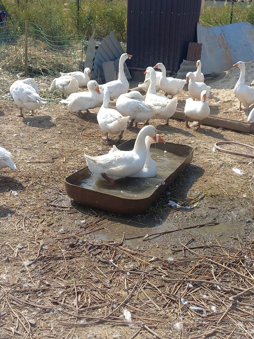 Продам гусей породы Линда