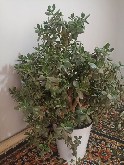 Xona o'simliklaridan tuvakdagi "Dolor guli"