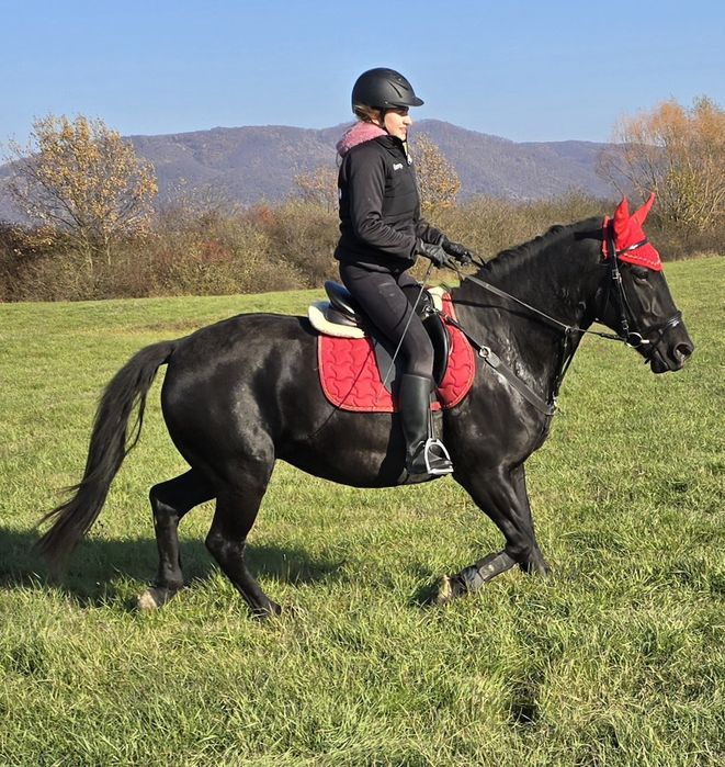 Cai de Sport Lipițan, KWPN