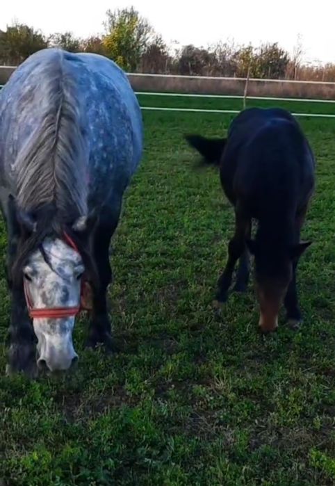 ‼️Manză semigrea de 6 luni ( iapă nu armăsar) foarte blândă 1700€‼️