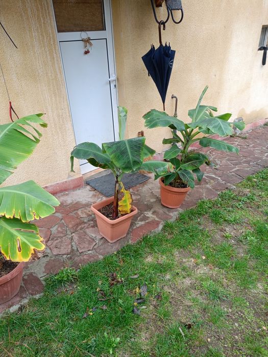 Продава банан осем годишен