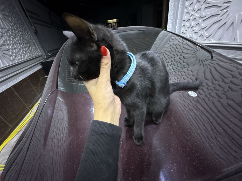 котенок, кошка, кошка девочка