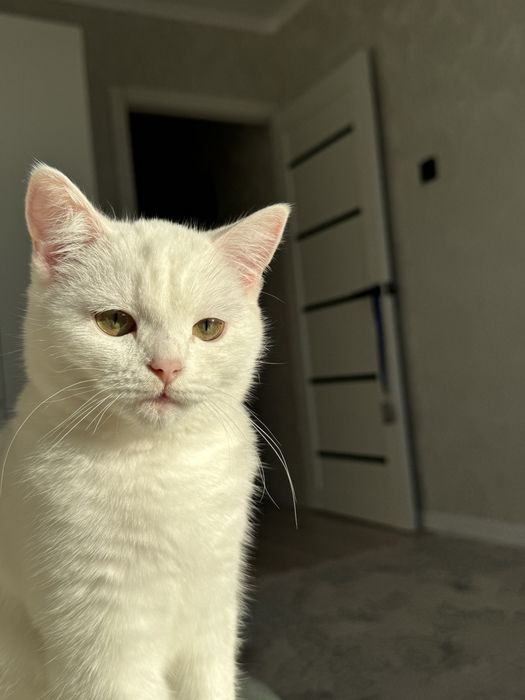Отдам кошку даром