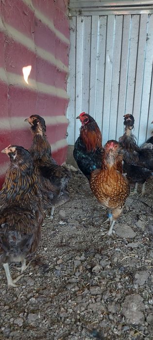 Disponibile gaini si cocosi araucana