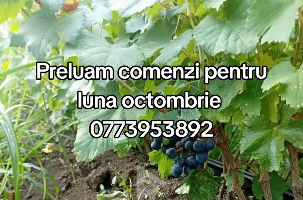 Vând butasi vita de vie anul 1,2 și 3
