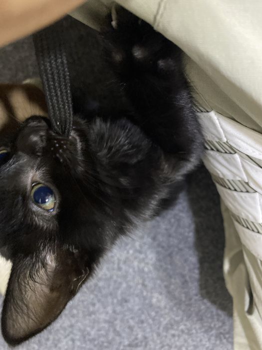 Mushuk tekinga bervoraman