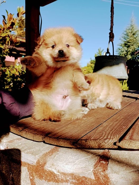 Померани. Момче и момиче