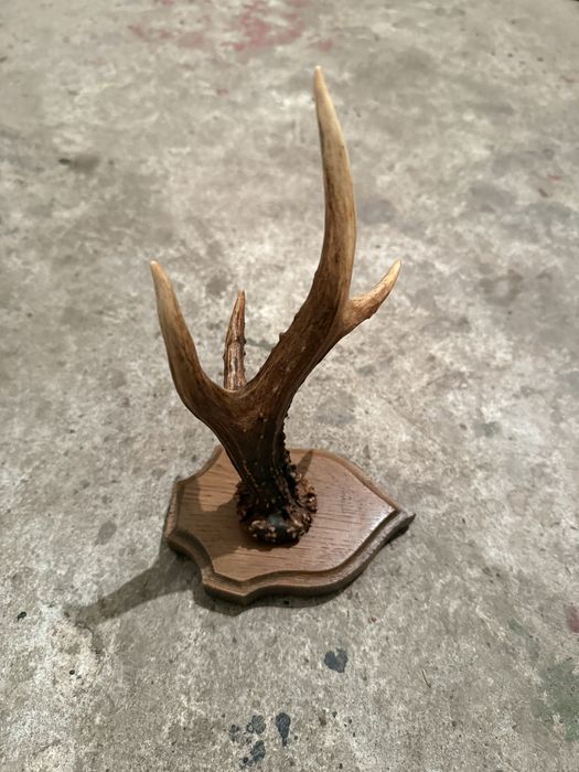 Продавам рог от сръндак