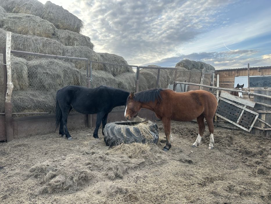 Бие сатылады, продам кобыл