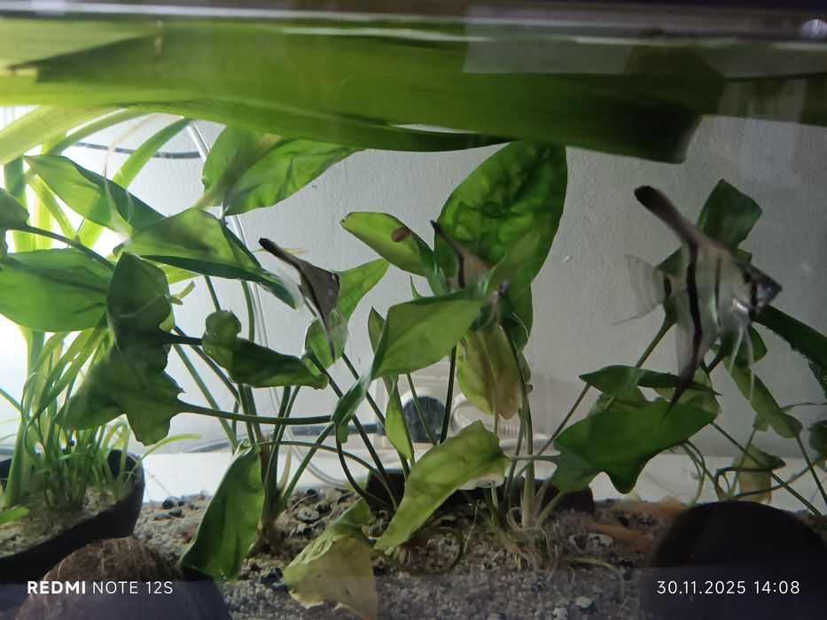 Vând scalari 20 lei Bucata