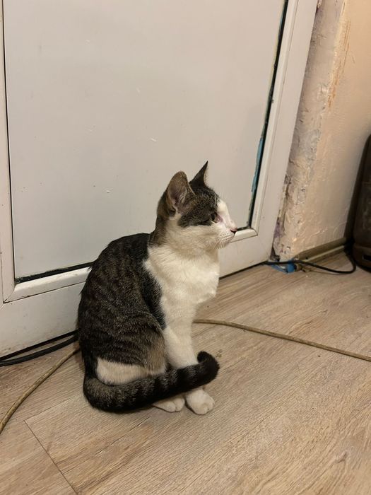 Pisicuțe spre adoptie