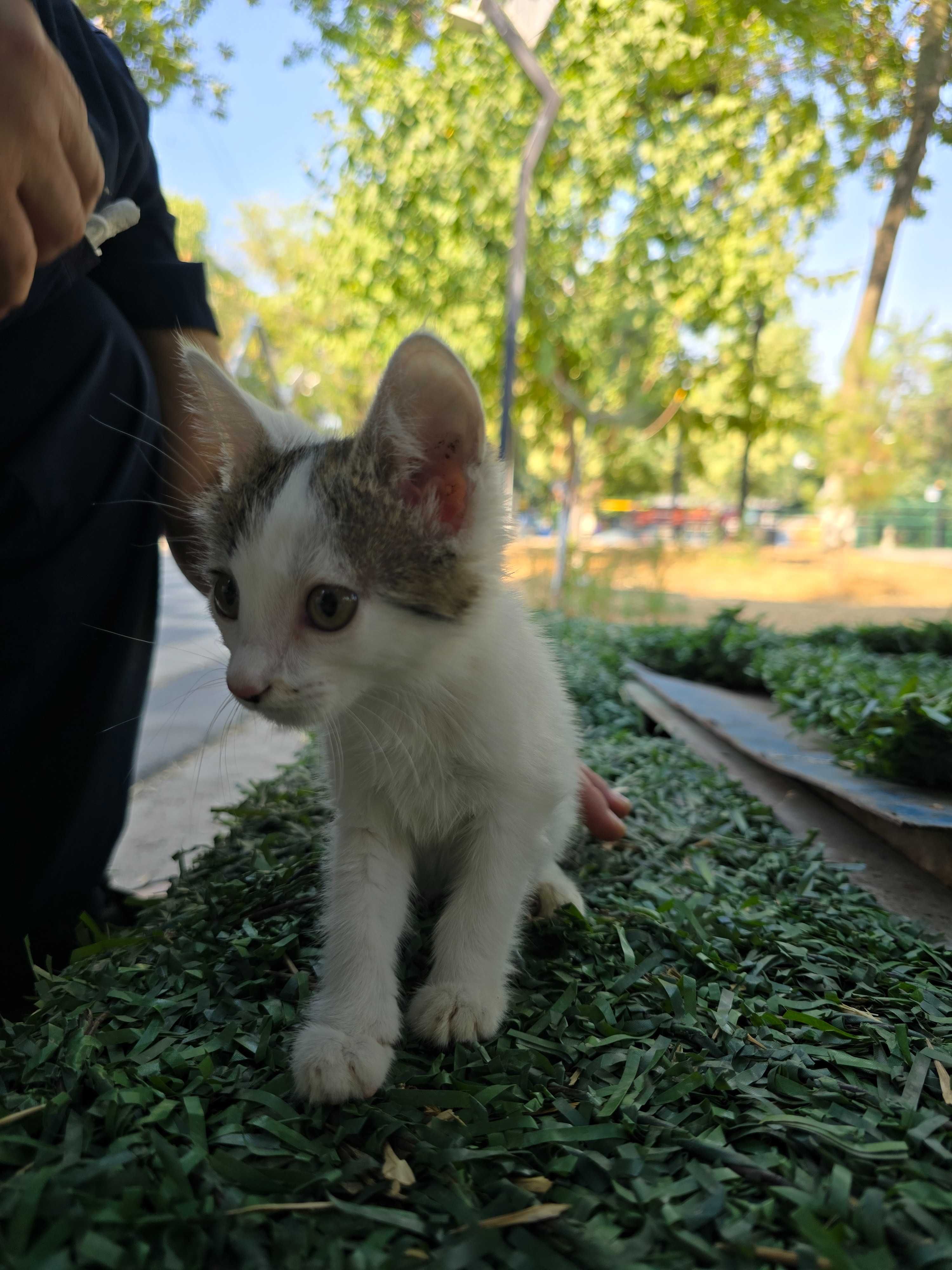 Котята, девочки, 1-3 месяца