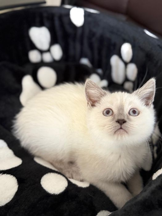 Femela, british shorthair, 3 luni carnet vaccin