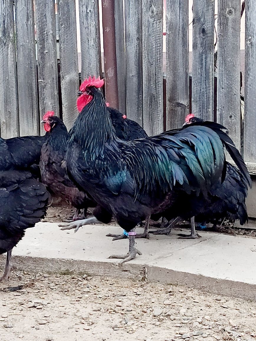 Australorp găini și. cocosi