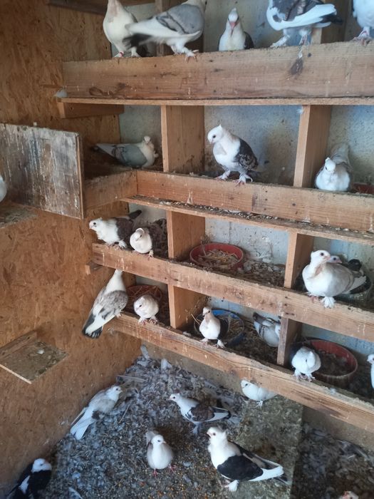 Vînd porumbei satineți jucători cu un moț și două moțuri