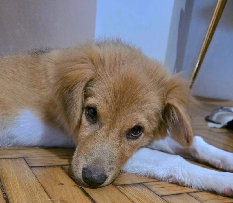 Cățelușă tânără caută adopție