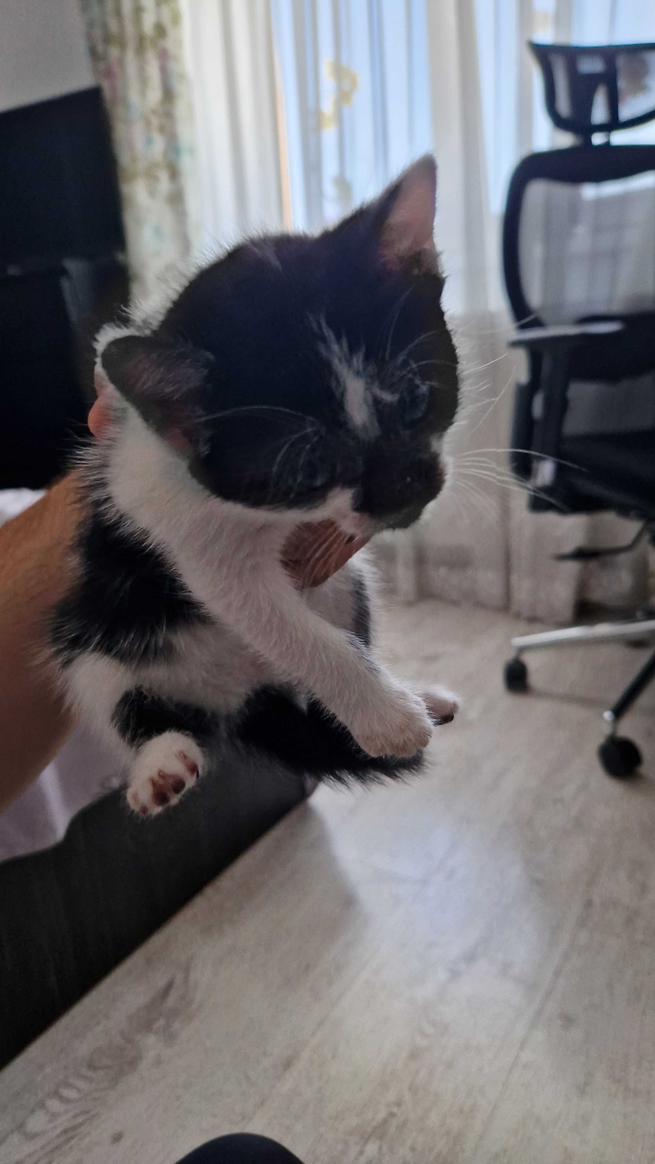 Ofer spre adoptie puiuti de pisica, 2 luni