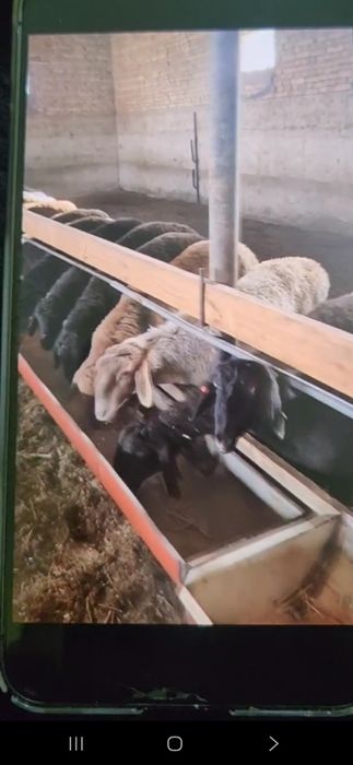 Assalomu aleykum 
Kimlarga qanaqa zarurAssalamu aleyykum atlar uc