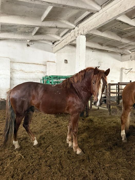 3 жасар Полутяж Айгыр