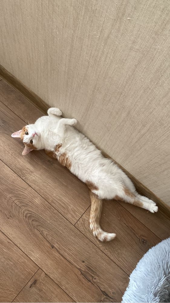Отдам в очень добрые руки двухлетнюю девочку Кошечку