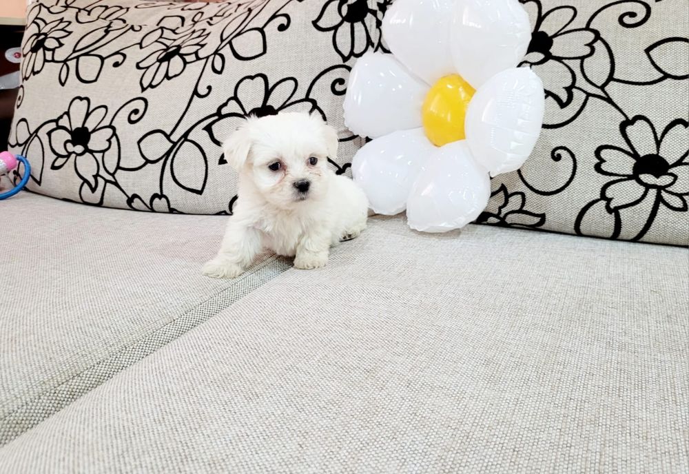 Bichon maltez toy