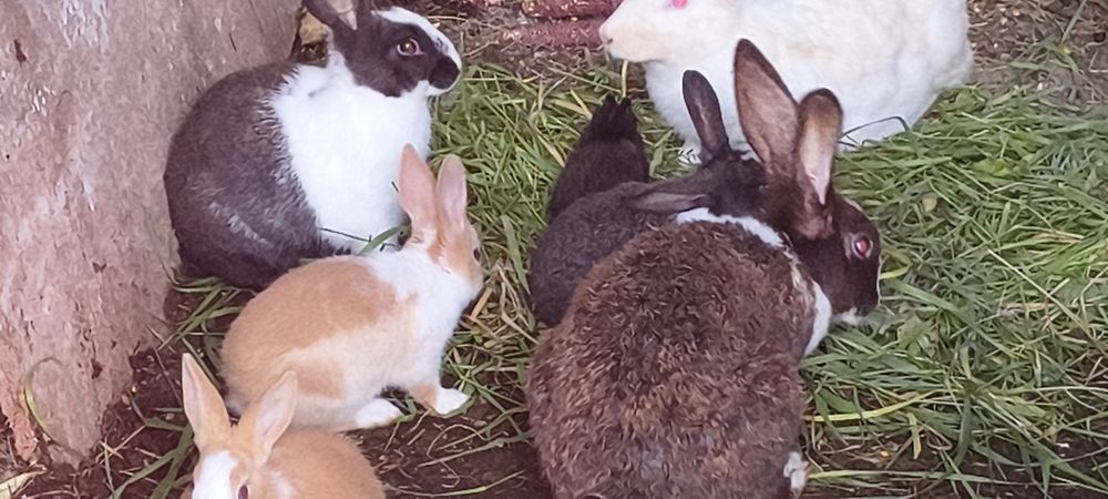 Vindem Iepuri Hycole