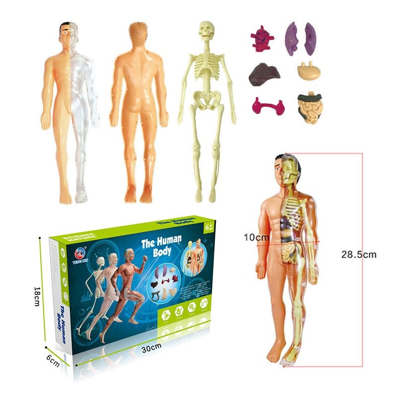 Corpul uman schelet/ organe / Corpul uman 3D educativ / Copii +6 Ani