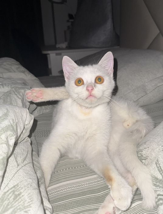 Ищем дом котенку, возраст 5-6 месяцев