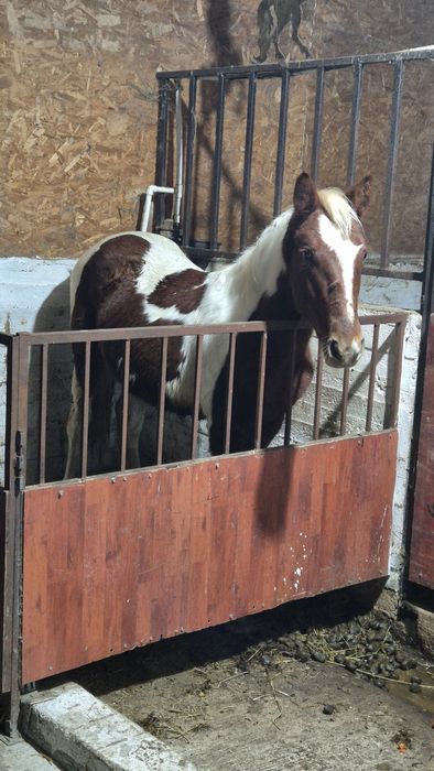 Manz pinto vand/ schimb